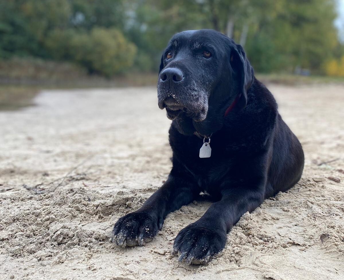 Schwarzer Labrador liegt entspannt auf sandigem Boden in einer natürlichen Umgebung mit Bäumen im Hintergrund.