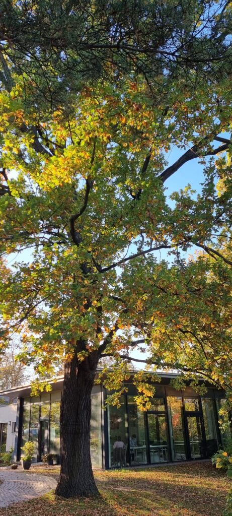 Ein Baum vor einem Pavillon